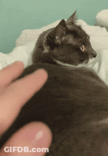 Person Petting Black Cat On Bed GIF