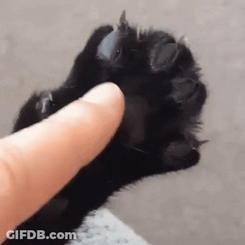 Person Petting Black Cat Paw GIF