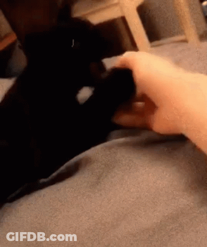 Person Petting Black Cat's Paw On Blanket GIF