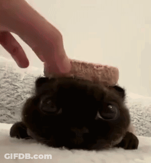 Person Petting Black Cat With Bread On Head GIF