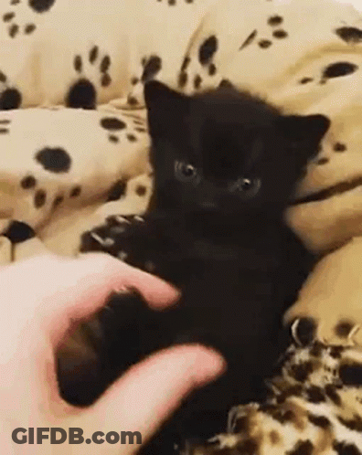 Person Petting Black Kitten On Couch GIF
