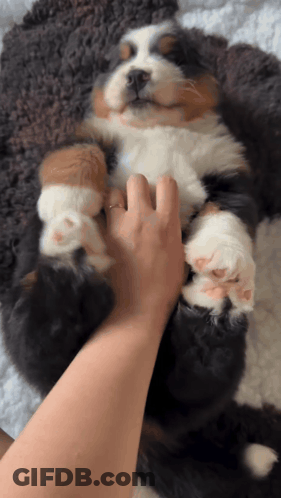 Person Petting Brown And White Dog GIF