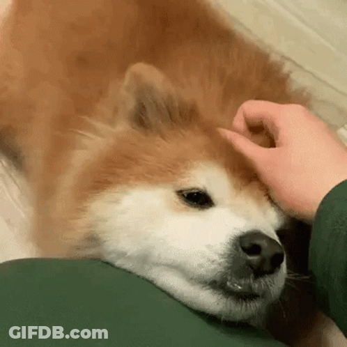 Person Petting Brown And White Dog GIF
