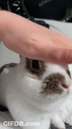 Person Petting Brown And White Rabbit GIF