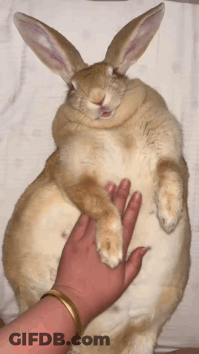 Person Petting Brown And White Rabbit GIF
