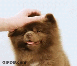 Person Petting Brown Dog GIF