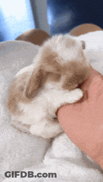 Person Petting Brown White Rabbit GIF
