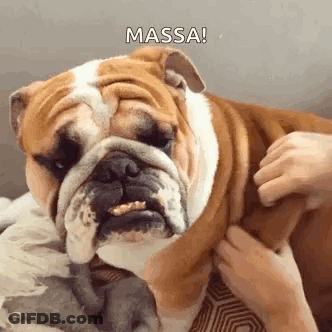 Person Petting Bulldog On Bed GIF