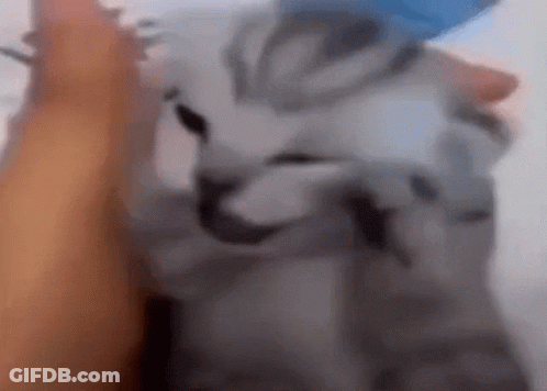Person Petting Cat GIF