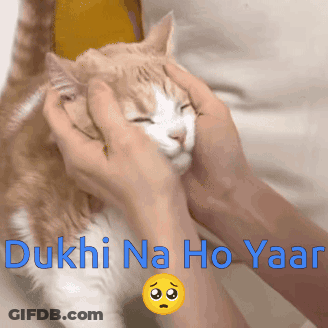 Person Petting Cat Dukhi Na Ho Yaar GIF