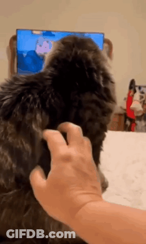 Person Petting Cat In Front Of TV GIF