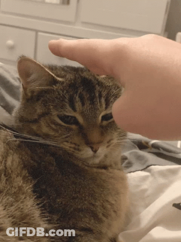 Person Petting Cat GIF