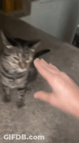 Person Petting Cat On Couch GIF