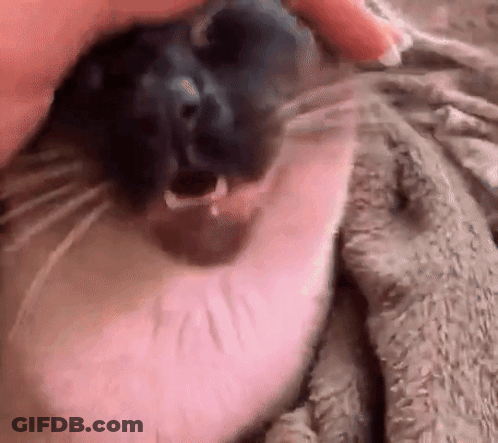 Person Petting Cat's Face GIF
