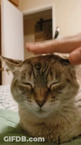 Person Petting Cat's Head With Finger GIF