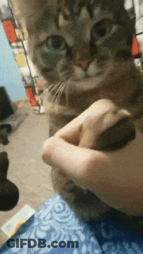 Person Petting Cat's Nose GIF