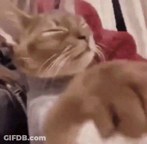 Person Petting Cat's Paw GIF