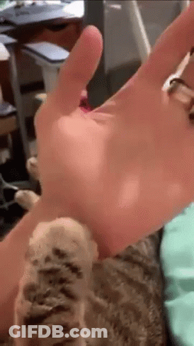 Person Petting Cat's Paw GIF