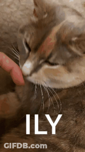 Person Petting Cat Saying Ily GIF