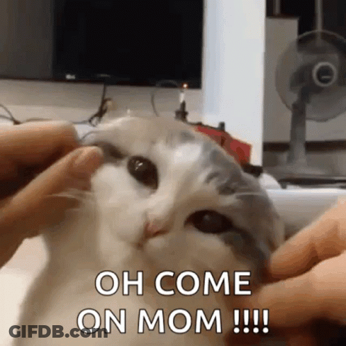 Person Petting Cat Saying Oh Come On Mom GIF
