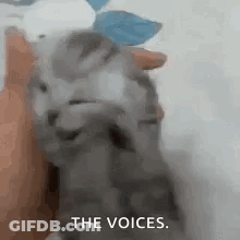 Person Petting Cat Saying The Voices GIF