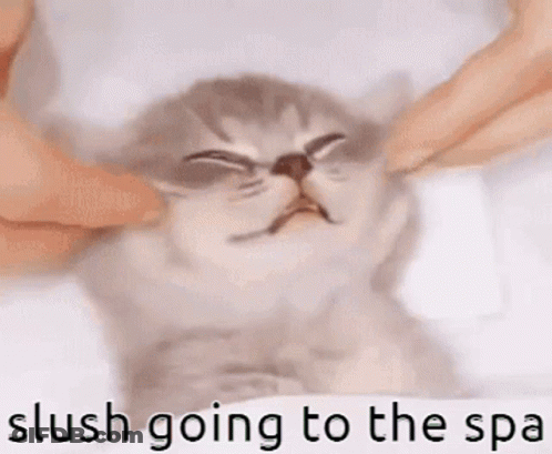 Person Petting Cat Slush Going To The Spa GIF