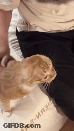 Person Petting Cat Wearing A2-Ия30 Shirt GIF