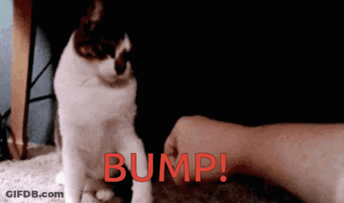 Person Petting Cat With Bump GIF