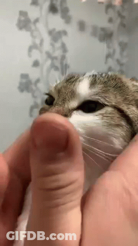 Person Petting Cat GIF