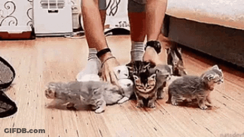 Person Petting Dog And Kittens On Floor GIF