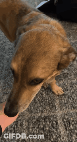 Person Petting Dog GIF