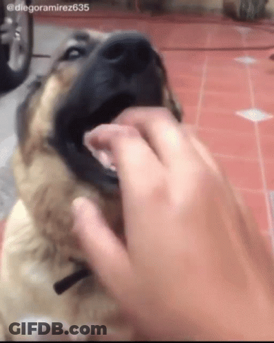 Person Petting Dog Hashtag Diegoramirez635 GIF