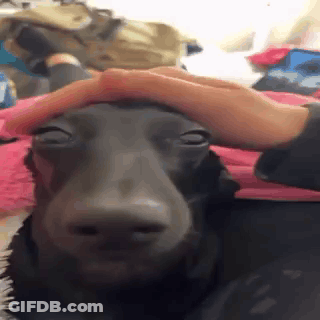 Person Petting Dog Head With Pink Blanket GIF