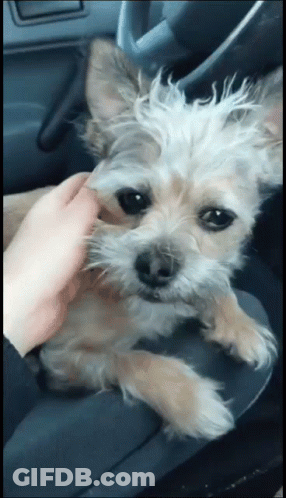 Person Petting Dog In Car Seat GIF