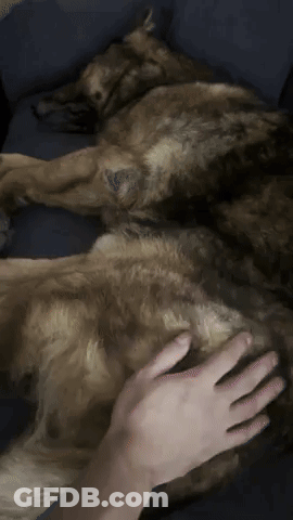 Person Petting Dog Laying On Couch GIF