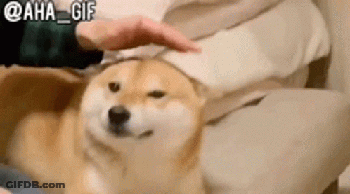 Person Petting Dog On Couch GIF