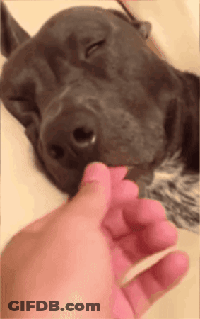 Person Petting Dog GIF