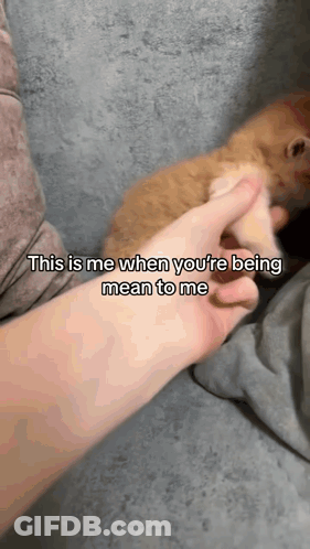 Person Petting Dog's Paw GIF