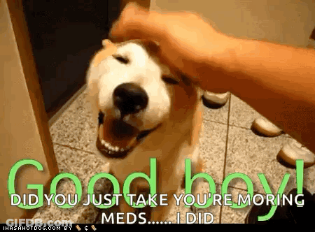 Person Petting Dog Saying Good Boy GIF