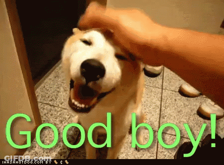 Person Petting Dog Saying Good Boy GIF