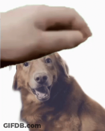 Person Petting Dog GIF
