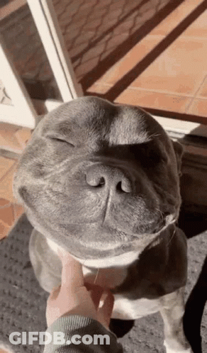 Person Petting Dog With Eyes Closed GIF