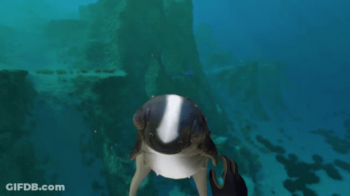 Person Petting Fish In Ocean GIF