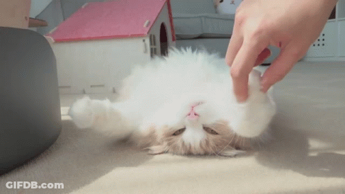 Person Petting Fluffy White Cat On Floor GIF