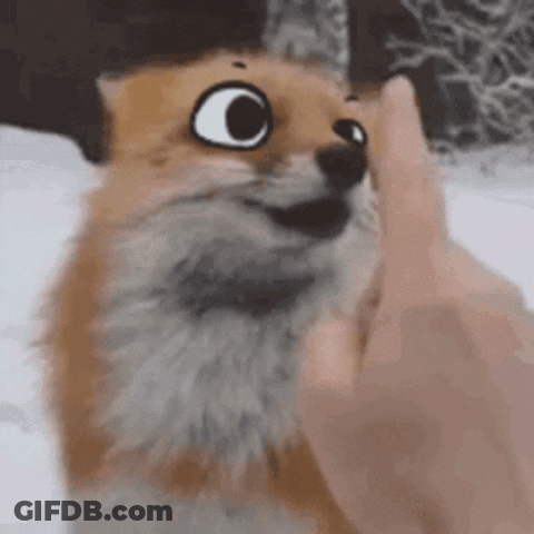 Person Petting Fox Face In Snow GIF