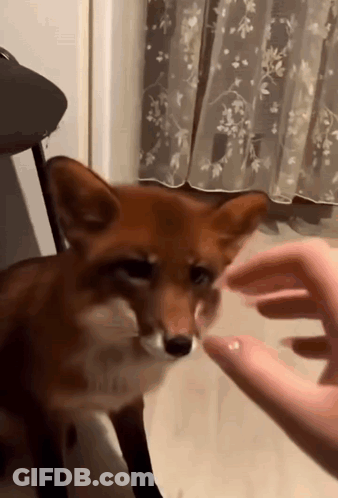 Person Petting Fox GIF