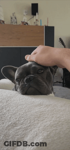 Person Petting French Bulldog GIF