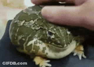 Person Petting Frog GIF