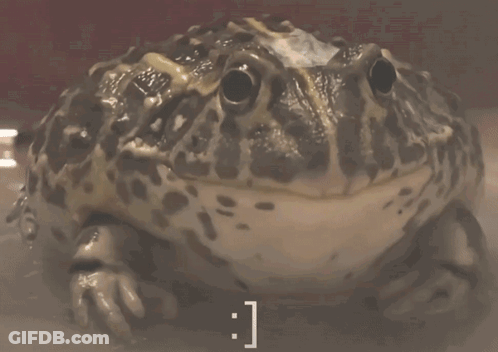 Person Petting Frog GIF