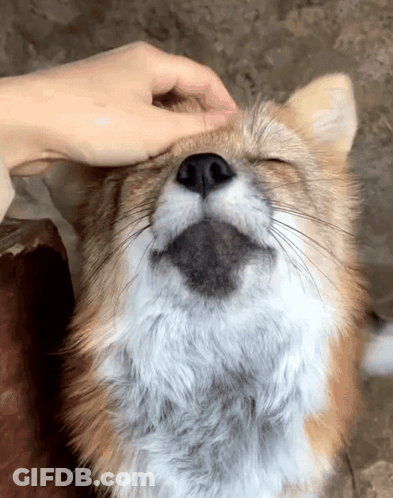 Person Petting Furry Animal GIF